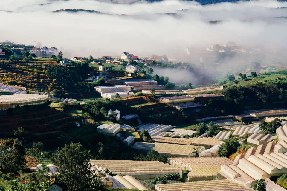 Luống rau xanh trong vườn