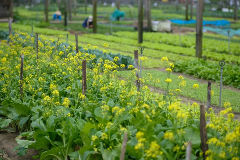 Nông sản nên thử